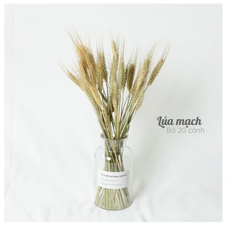 FREESHIP*Hoa lúa mạch khô trang trí nhà cửa, decor chụp ảnh Vintage