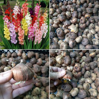 Củ hoa lay ơn nhiêu màu  - DCLV