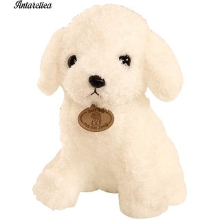 Chó bông Teddy dễ thương