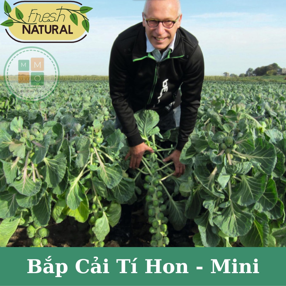 Hạt giống bắp cải tí hon mini F1 - Giàu dinh dưỡng