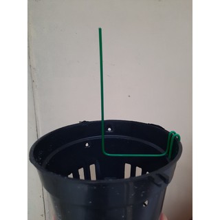 Que kẹp chậu giữ kie (Có kèm thuốc)