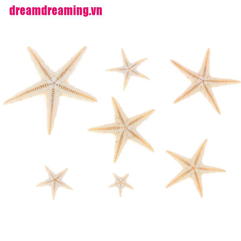 {DDM}Sea shells size:0.5-3cm 100pcs Mini Starfish Craft Decoration Natural Sea Stars