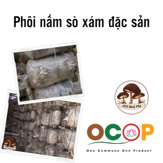 PHÔI NẤM SÒ - PHÔI NẤM BÀO NGƯ ĐẶC SẢN CHUẨN OCOP 3 SAO