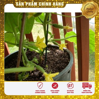 Hạt giống Dưa chuột Nhật