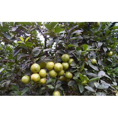 Cây Giống Chanh Đào Chuẩn ĐH Nông Nghiệp 1