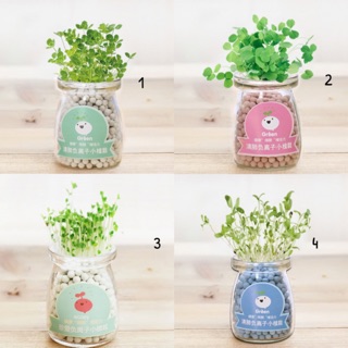 Chậu cây để bàn may mắn tự trồng bằng hạt gốm Carbon Anion