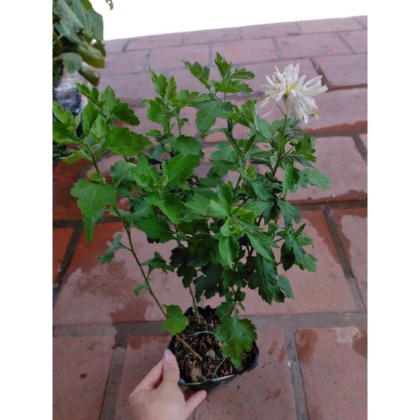 Cúc hoạ mi cánh kép. Cây trồng lâu năm.