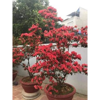 [ Xả - Cắt Lỗ ] Combo 4 cây giống hoa đỗ quyên - Mua 2 combo tặng vòi tưới nhỏ giọt tự động