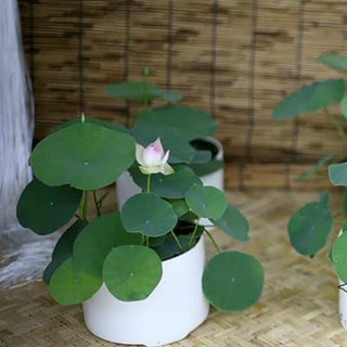 20 Hạt sen mini Nhật trồng bát đẹp đủ 10 màu