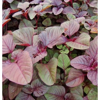 100g -Hạt Giống Rau Dền Đỏ Cao Sản