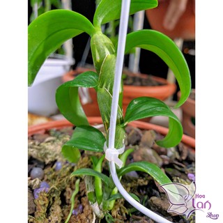 Lan Phi Điệp 🍀FREESHIP🍀 5 Cánh Trắng Phú Thọ [ Ươm Kie ]