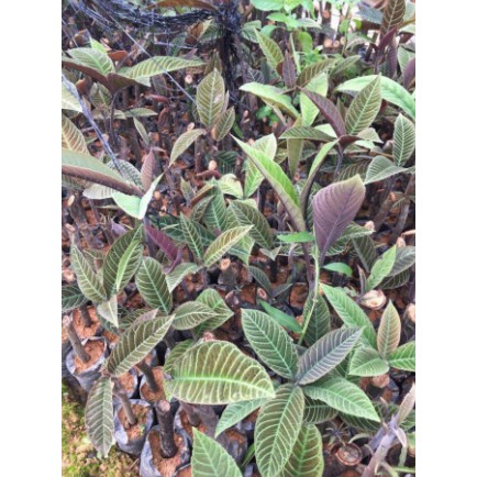 Lá khôi nhung thơm ngon sạch 1kg