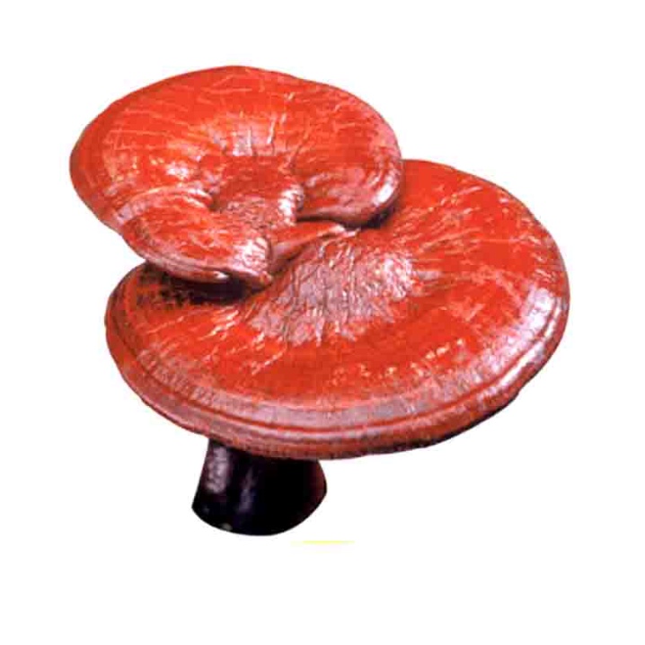 Nấm Hồng Chi - tăng cường sức khoẻ, hỗ trợ tăng cường chức năng gan, cải thiện sinh lý chống lão hoá