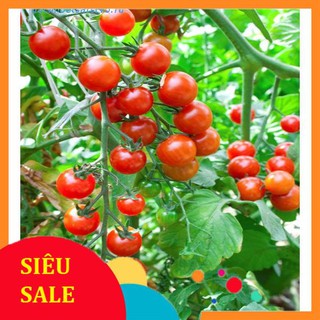 Gói 30 hạt giống cà chua cherry chuỗi ngọc siêu ngọt  TẾT KHUYẾN MẠI