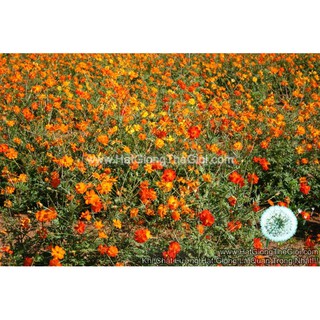 100h Hạt Giống Hoa Cúc Sao Nháy Kép Mix 60cm (C1.101| -KD: B11*V32*M210)