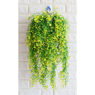 Dây leo rong biển - Hoa Giả