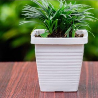 Chậu nhựa treo vuôn trắng nhỏ ( kèm dây treo)