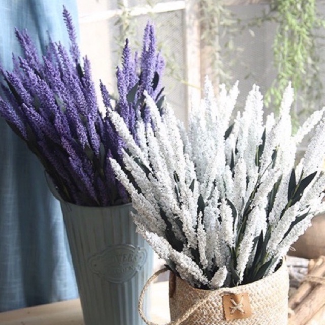 Cành hoa Lavender -oải hương siêu đẹp