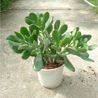 Cây Ngọc Bích