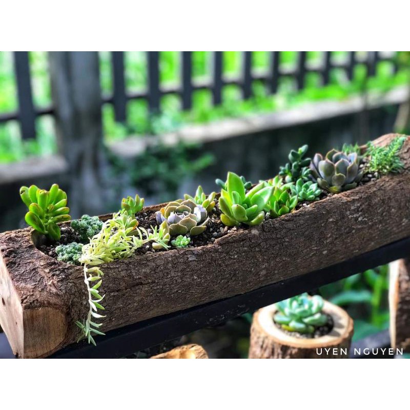 Chậu Khúc Gỗ Tự Nhiên Loại Ngang Dùng Để Trồng Cây, Decor Trang Trí Vintage - Trồng Sen Đá Tiểu Cảnh - Dài 30-40-50 cm