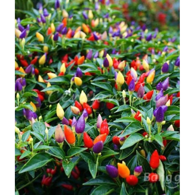Hạt giống ớt ngũ sắc  - TẶNG kèm 3 viên nén ươm hạt giống