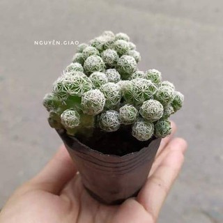 Cây Xương Rồng Trứng Chim, Cây Xương Rồng Nhện ( SỈ Lẻ )