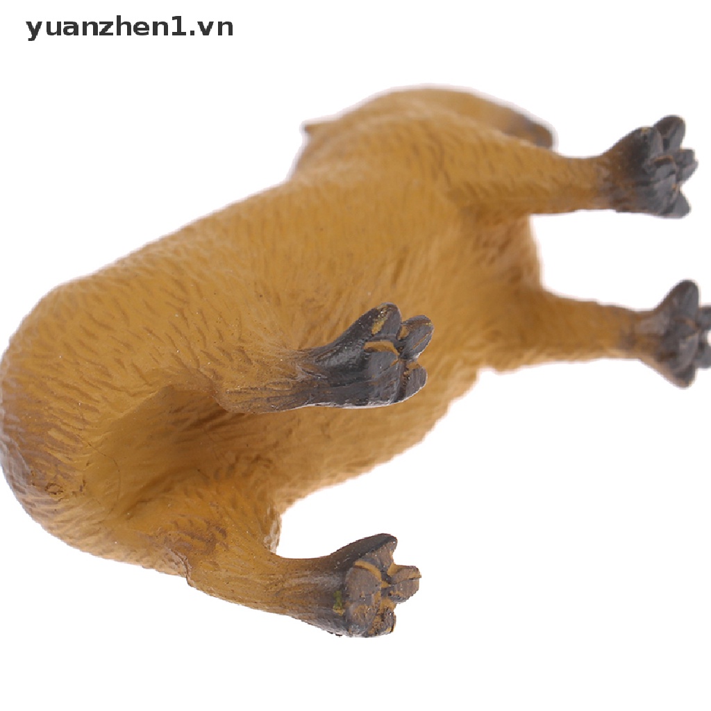 Mô Hình Đồ Chơi Sưu Tầm Capybara Hoang Dã Dễ Thương