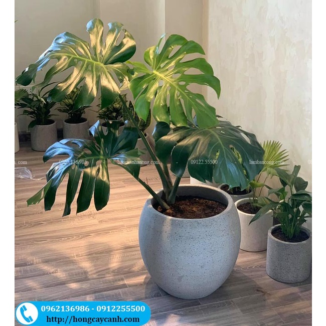 Chậu đá mài tròn trứng cao