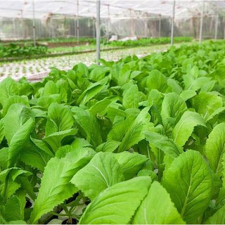 20gram HẠT GIỐNG CẢI BẸ XANH MỠ