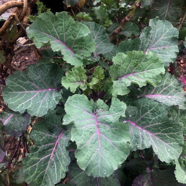 HẠT GIỐNG KALE TREE VATE ĐỎ