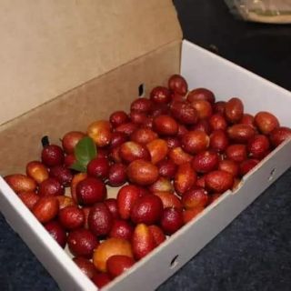 CÂY GIỐNG CHANH ĐỎ