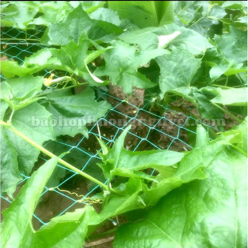 Lưới Leo Làm Giàn  Cho Bầu Bí Mướp