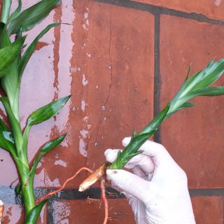 Mầm cây phát lộc ( mập hơn ngón tay màu xanh đậm )