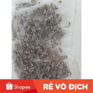 (SALE LỚN) 20 gam hạt giống cỏ nhung nhật
