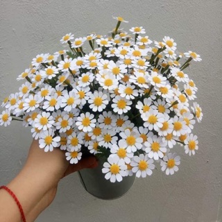 Set làm hoa cúc Tana