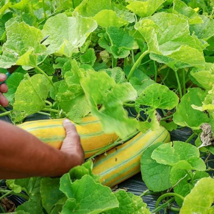 50H - hạt giống dưa gang cao sản