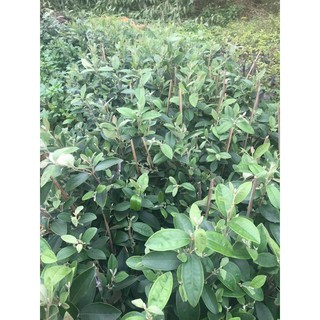 cây sim rừng đang hoa cao 50cm