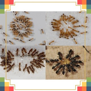 Thuốc diệt Kiến Gián sinh học chai 10ml