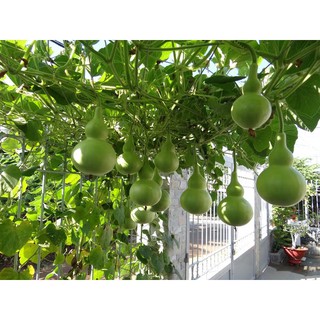 Hạt giống Bầu Hồ Lô