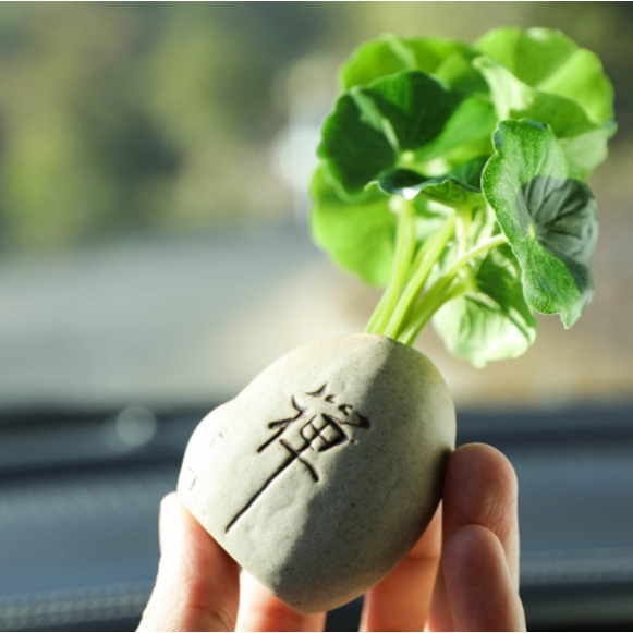Cây Rau Má Nhật lá tròn giả trang trí tiểu cảnh - ô tô tao nhã