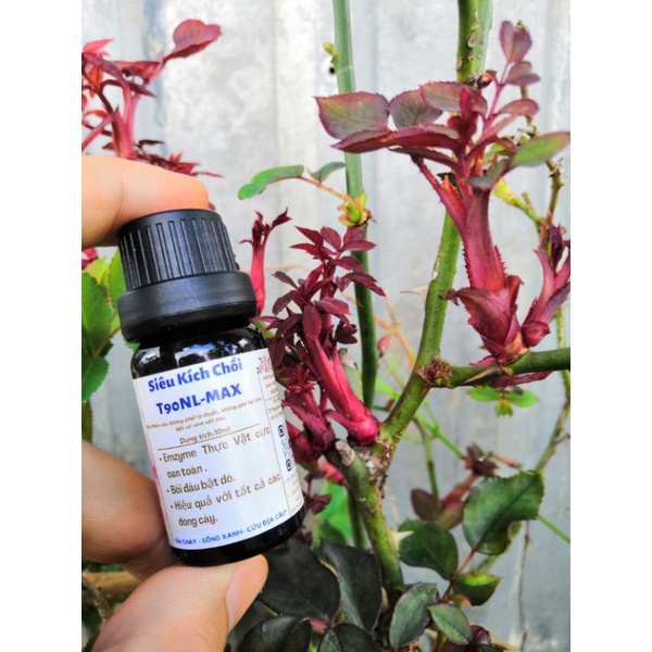 Siêu kích chồi T90 - NLmax 👍 kích chồi Mai vàng, bonsai, thân gỗ, hoa hồng, hoa lan....