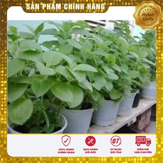 COMBO 10 GÓI HẠT GIỐNG HÚNG CHANH