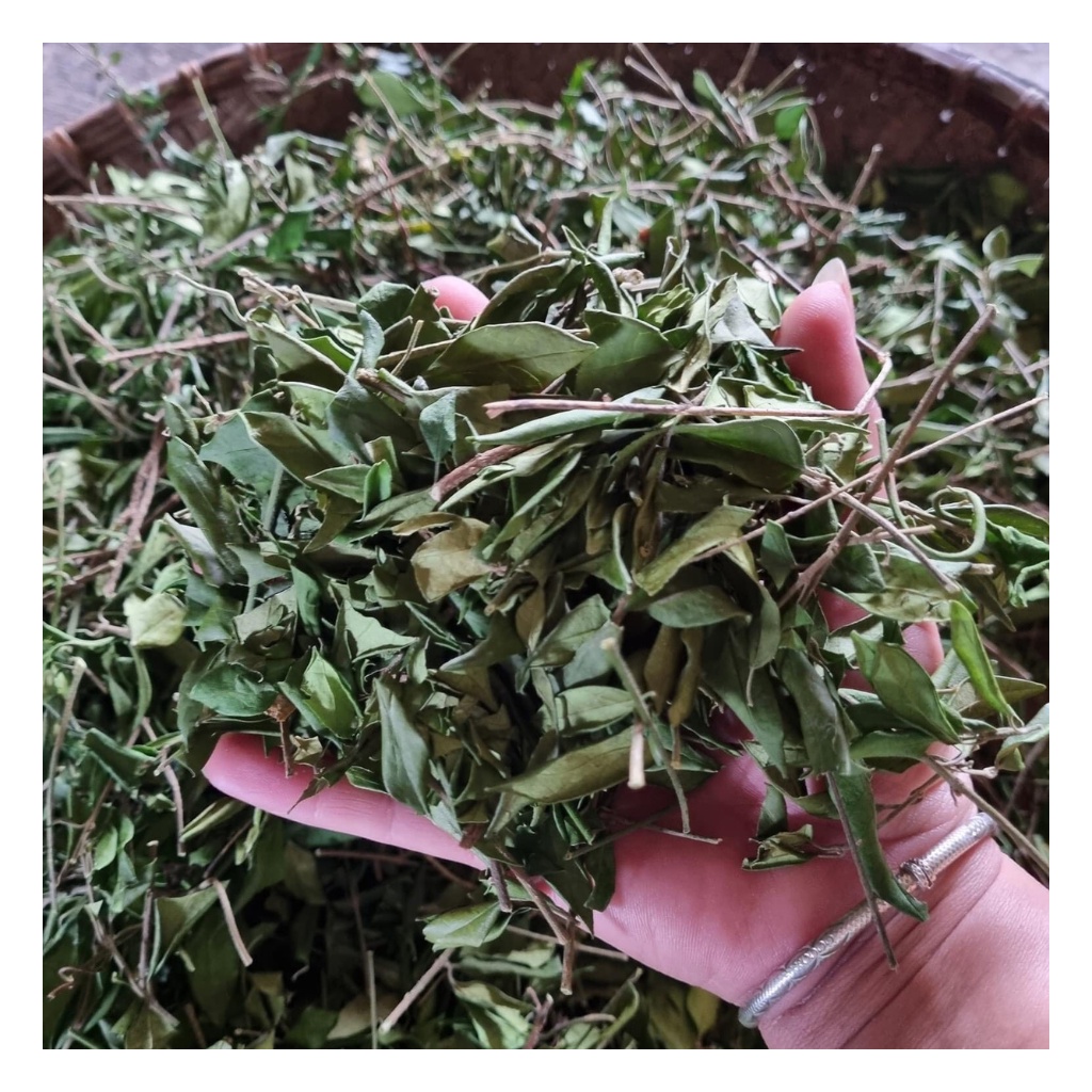 Dây Thìa Canh Loại 1 Hàng Mới Chất Lượng Hỗ Trợ Người Tiểu Đường Túi 1Kg | BigBuy360 - bigbuy360.vn