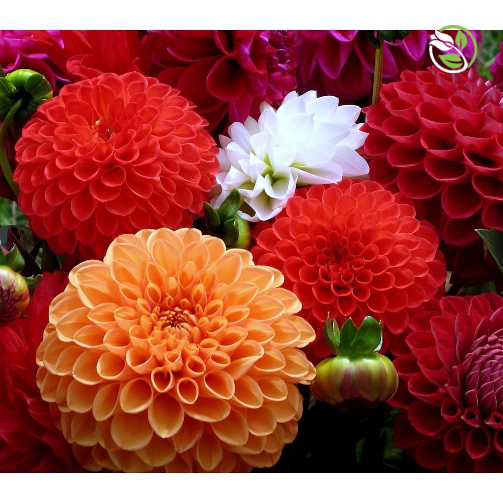 Hạt Giống Hoa Thược Dược Mix PN-05 Phú Nông - Gói 200mg - Dahlia Mix