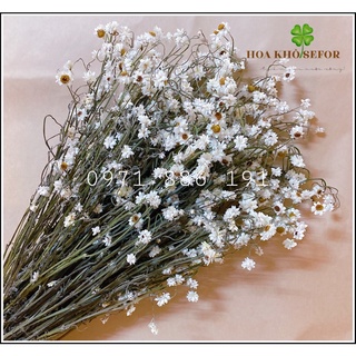 Cúc Ammobium decor không gian nhà cửa ❤️FREESHIP❤️ Hoa khô Cúc Ammobium trang trí phòng ngủ, đám cưới retro vintage