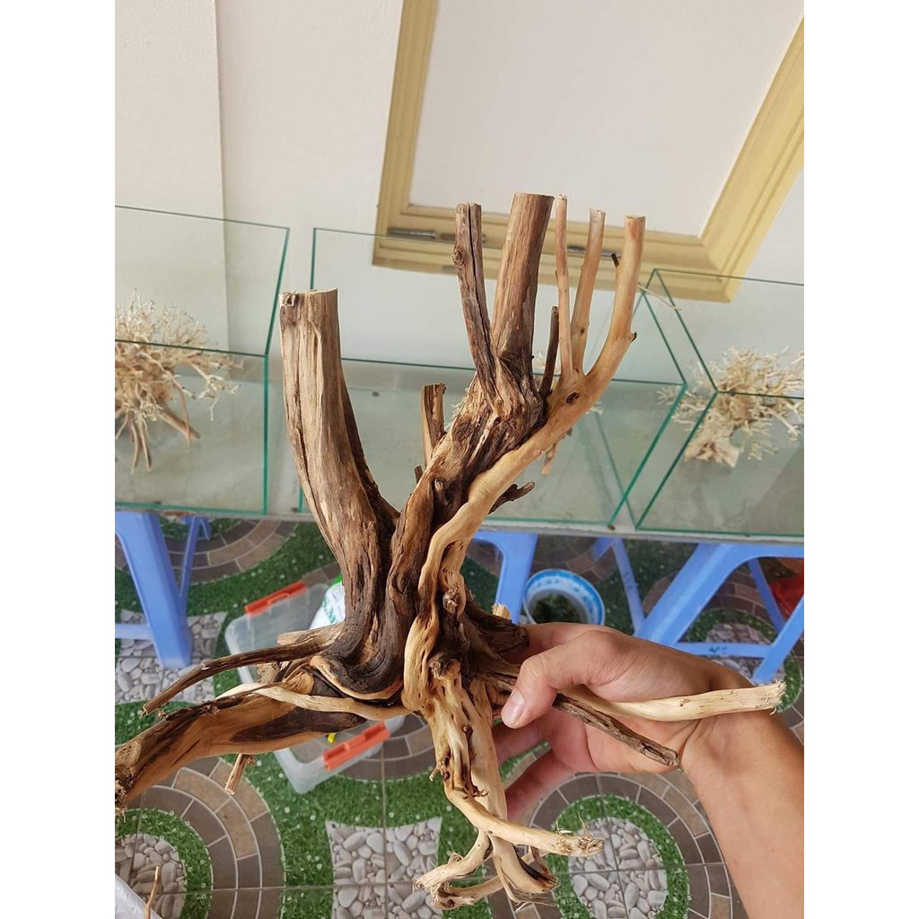 Lũa thủy sinh - Lũa bonsai -hải sơn quỳ