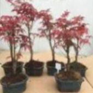 CÂY PHONG LÁ ĐỎ