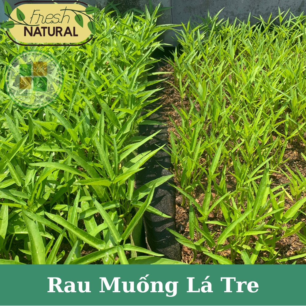 Hạt giống rau muống lá tre siêu ngọn