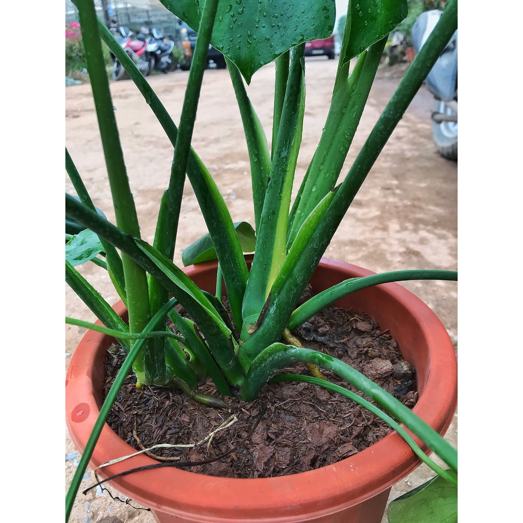 Cây trầu bà Nam Mỹ lá xẻ, trầu bà monstera   cao 45cm lá xanh bóng, trang trí nội thất