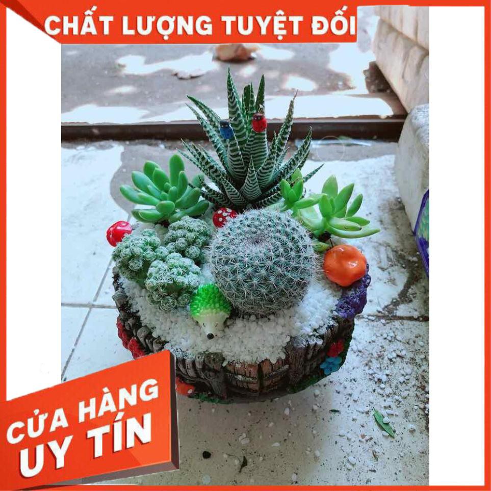 Chậu xương rồng tiểu cảnh Nhiều Người Mua